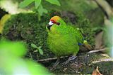 Yellow-crowned Parakeetborder=